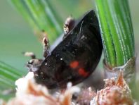 Strichfleckiger Schildlaus-Marienkäfer, Chilocorus bipustulatus