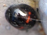 Strichfleckiger Schildlaus-Marienkäfer, Chilocorus bipustulatus