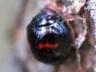 Strichfleckiger Schildlaus-Marienkäfer, Chilocorus bipustulatus