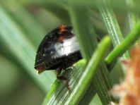 Strichfleckiger Schildlaus-Marienkäfer, Chilocorus bipustulatus