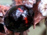 Strichfleckiger Schildlaus-Marienkäfer, Chilocorus bipustulatus