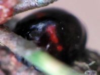Strichfleckiger Schildlaus-Marienkäfer, Chilocorus bipustulatus