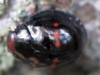 Strichfleckiger Schildlaus-Marienkäfer, Chilocorus bipustulatus