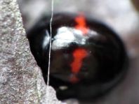 Strichfleckiger Schildlaus-Marienkäfer, Chilocorus bipustulatus