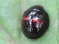 Strichfleckiger Schildlaus-Marienkäfer, Chilocorus bipustulatus