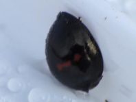 Strichfleckiger Schildlaus-Marienkäfer, Chilocorus bipustulatus