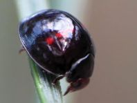 Strichfleckiger Schildlaus-Marienkäfer, Chilocorus bipustulatus