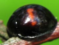 Strichfleckiger Schildlaus-Marienkäfer, Chilocorus bipustulatus