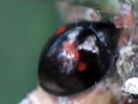 Strichfleckiger Schildlaus-Marienkäfer, Chilocorus bipustulatus