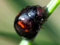 Strichfleckiger Schildlaus-Marienkäfer, Chilocorus bipustulatus