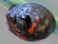 Strichfleckiger Schildlaus-Marienkäfer, Chilocorus bipustulatus