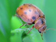 Subcoccinella vigintiquatuorpunctata, Vierundzwanzigpunkt-Marienkäfer