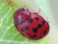 Subcoccinella vigintiquatuorpunctata, Vierundzwanzigpunkt-Marienkäfer