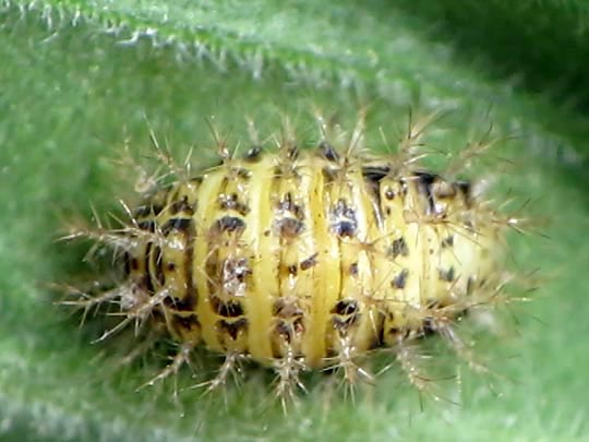 Subcoccinella vigintiquatuorpunctata, Vierundzwanzigpunkt-Marienkäfer