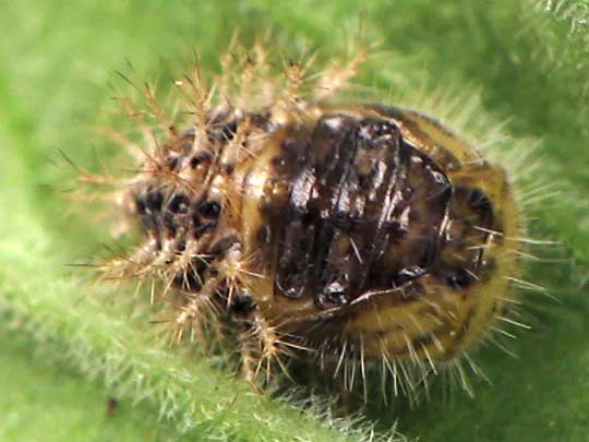 Subcoccinella vigintiquatuorpunctata, Vierundzwanzigpunkt-Marienkäfer