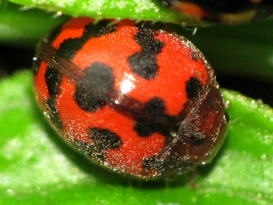 Subcoccinella vigintiquatuorpunctata, Vierundzwanzigpunkt-Marienkäfer