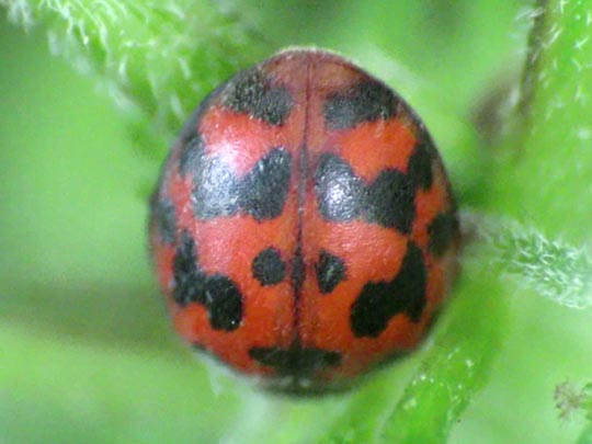 Subcoccinella vigintiquatuorpunctata, Vierundzwanzigpunkt-Marienkäfer