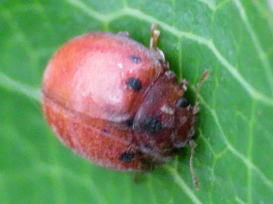 Subcoccinella vigintiquatuorpunctata, Vierundzwanzigpunkt-Marienkäfer
