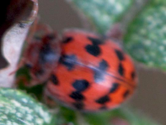 Subcoccinella vigintiquatuorpunctata, Vierundzwanzigpunkt-Marienkäfer