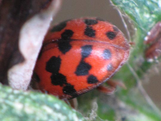 Subcoccinella vigintiquatuorpunctata, Vierundzwanzigpunkt-Marienkäfer
