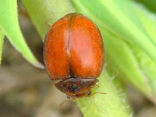 Subcoccinella vigintiquatuorpunctata, Vierundzwanzigpunkt-Marienkäfer