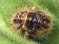 Subcoccinella vigintiquatuorpunctata, Vierundzwanzigpunkt-Marienkäfer