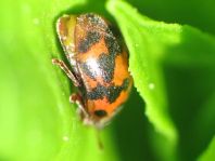 Subcoccinella vigintiquatuorpunctata, Vierundzwanzigpunkt-Marienkäfer