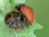 Subcoccinella vigintiquatuorpunctata, Vierundzwanzigpunkt-Marienkäfer