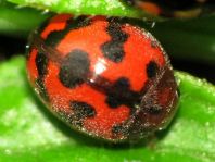 Subcoccinella vigintiquatuorpunctata, Vierundzwanzigpunkt-Marienkäfer