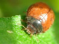 Subcoccinella vigintiquatuorpunctata, Vierundzwanzigpunkt-Marienkäfer