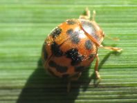 Subcoccinella vigintiquatuorpunctata, Vierundzwanzigpunkt-Marienkäfer