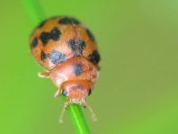 Subcoccinella vigintiquatuorpunctata, Vierundzwanzigpunkt-Marienkäfer