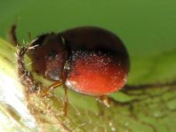 Subcoccinella vigintiquatuorpunctata, Vierundzwanzigpunkt-Marienkäfer