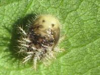 Subcoccinella vigintiquatuorpunctata, Vierundzwanzigpunkt-Marienkäfer