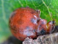 Subcoccinella vigintiquatuorpunctata, Vierundzwanzigpunkt-Marienkäfer