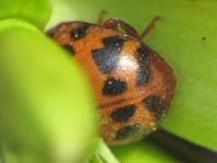 Subcoccinella vigintiquatuorpunctata, Vierundzwanzigpunkt-Marienkäfer