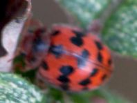 Subcoccinella vigintiquatuorpunctata, Vierundzwanzigpunkt-Marienkäfer