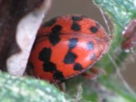 Subcoccinella vigintiquatuorpunctata, Vierundzwanzigpunkt-Marienkäfer