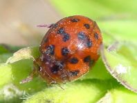 Subcoccinella vigintiquatuorpunctata, Vierundzwanzigpunkt-Marienkäfer
