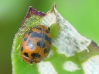 Subcoccinella vigintiquatuorpunctata, Vierundzwanzigpunkt-Marienkäfer