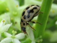 Sechzehnpunkt-Marienkäfer, Tytthaspis sedecimpunctata