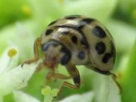 Sechzehnpunkt-Marienkäfer, Tytthaspis sedecimpunctata