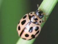 Sechzehnpunkt-Marienkäfer, Tytthaspis sedecimpunctata