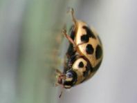 Sechzehnpunkt-Marienkäfer, Tytthaspis sedecimpunctata