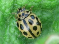 Sechzehnpunkt-Marienkäfer, Tytthaspis sedecimpunctata