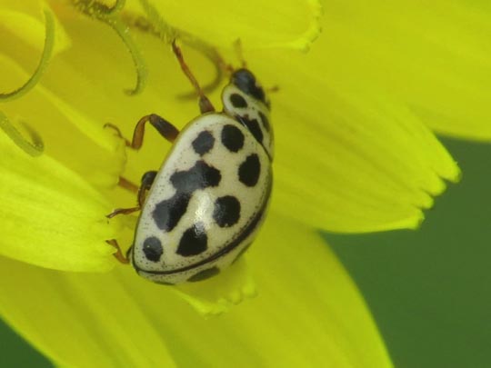 Sechzehnpunkt-Marienkäfer, Tytthaspis sedecimpunctata