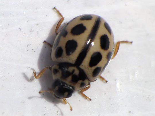 Sechzehnpunkt-Marienkäfer, Tytthaspis sedecimpunctata
