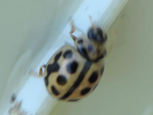 Sechzehnpunkt-Marienkäfer, Tytthaspis sedecimpunctata