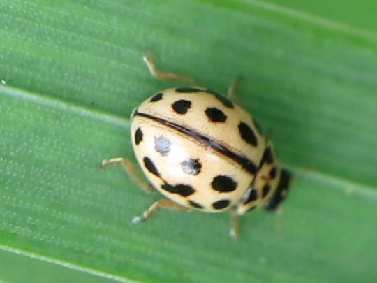 Sechzehnpunkt-Marienkäfer, Tytthaspis sedecimpunctata