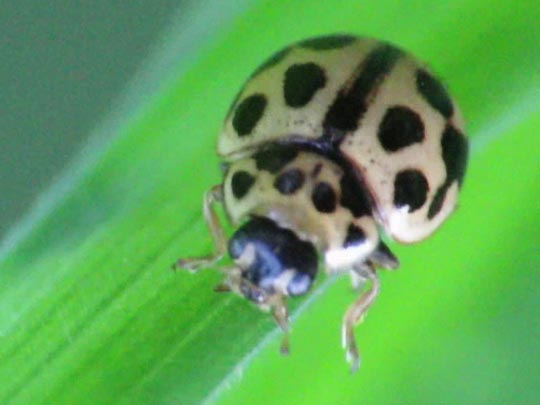 Sechzehnpunkt-Marienkäfer, Tytthaspis sedecimpunctata